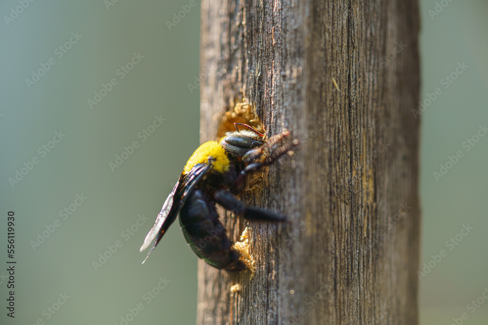 Carpenter bee drilling holes in wood full of sawdust. Close up of