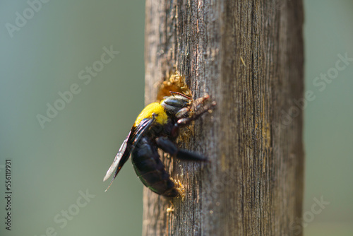 Carpenter bee drilling holes in wood full of sawdust. Close up of Tropical bumble bee (Xylocopa latipes). Explore the world of insects.