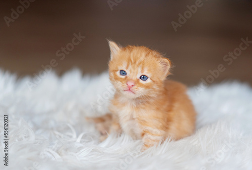 ginger kitten on a white background