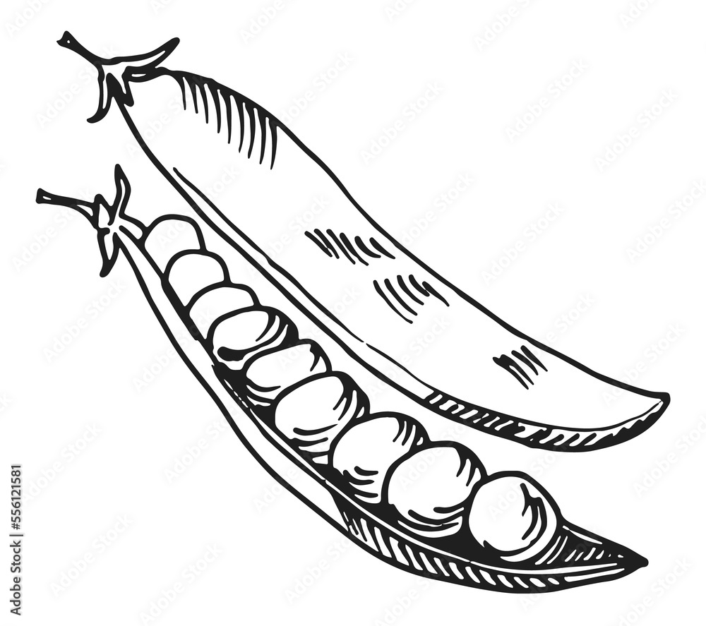 Green peas in open pod. Fresh food sketch Green peas in open pod. Fresh food sketch