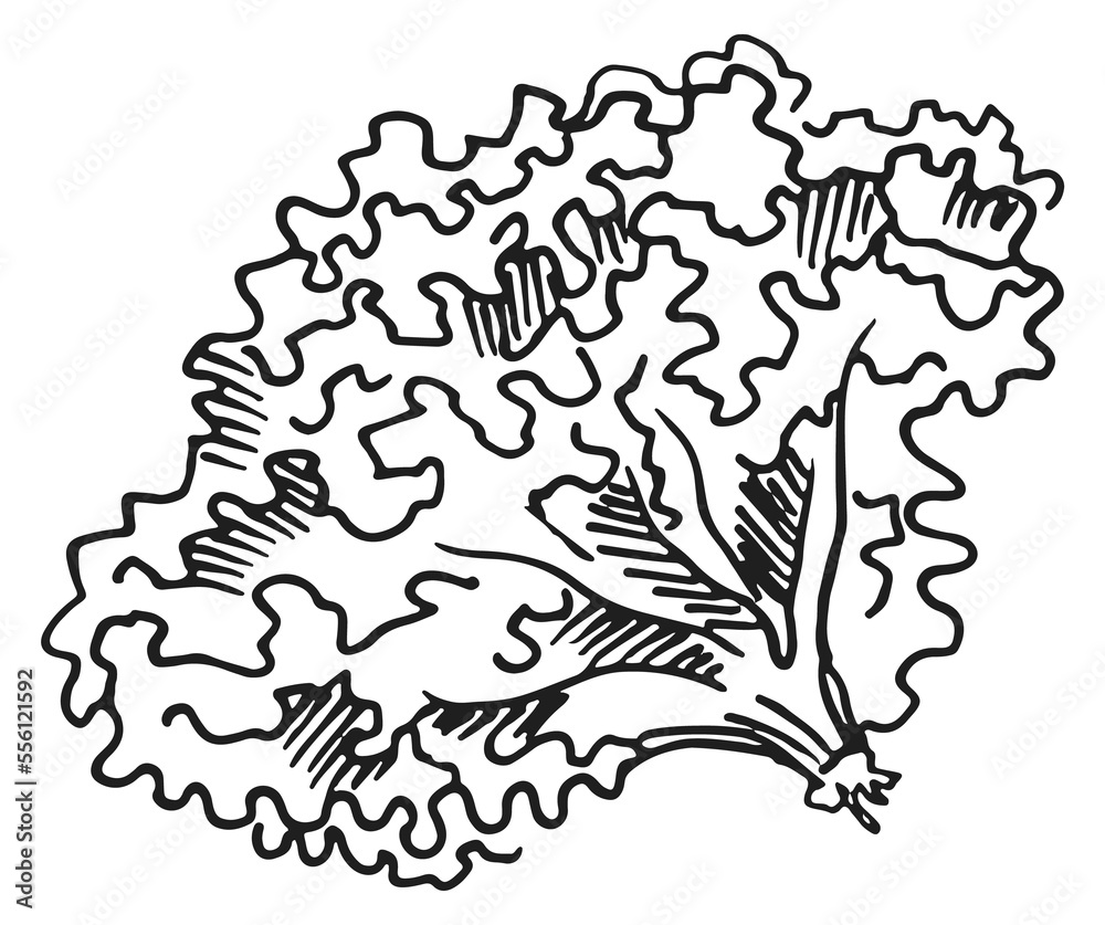 Fototapeta premium French lettuce engraving. Fresh green salad sketch
