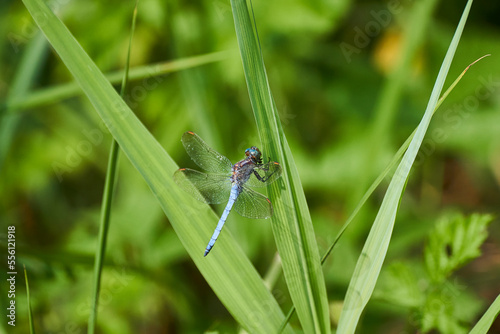 Kleiner Blaupfeil, Orthetrum coerulescens