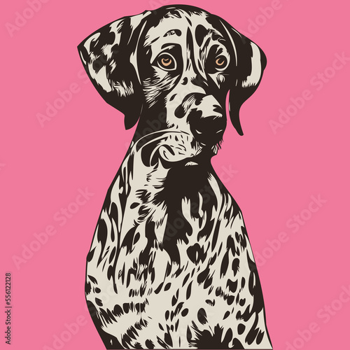 Pointers German Shorthaired hand drawn cartoon picture line art vector drawing
