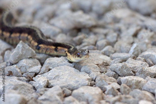 Fotografi A garter snake slithers across a footpath