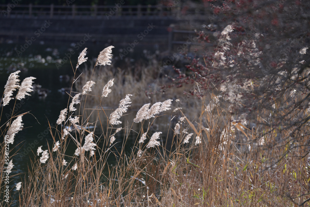 Fototapeta premium 逆光で輝くすすき