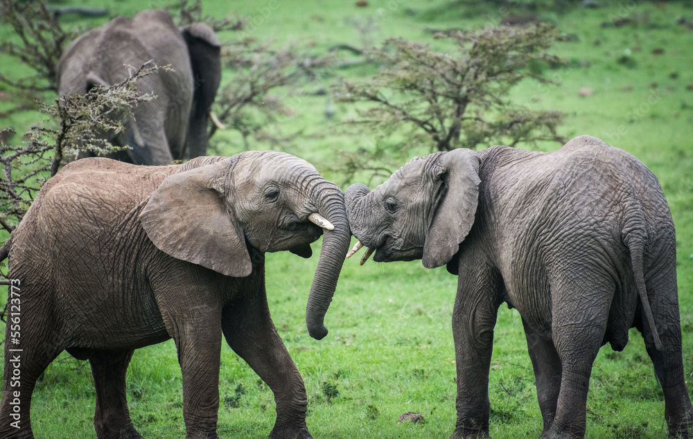 Fototapeta premium Baby elephants