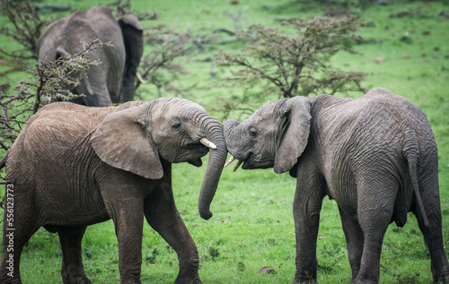 Baby elephants