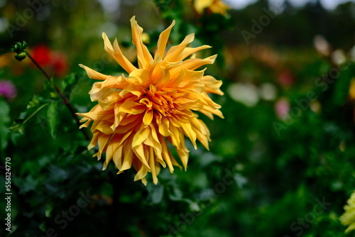 yellow flower in the garden