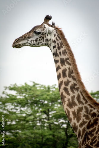 Close up Giraffe