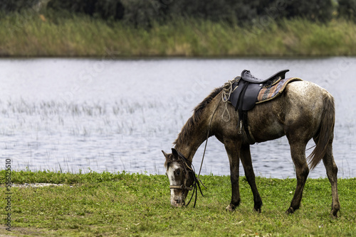 horse in the field © Ehud