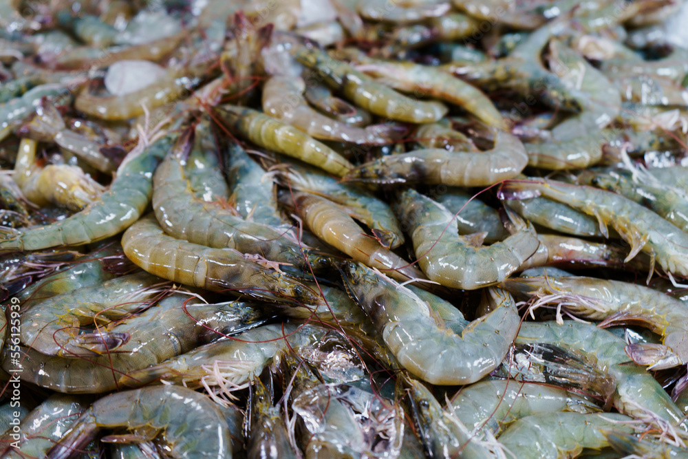 Many fresh raw shrimps close up, heap of prawns on seafood market, tropical marine crustaceans, gourmet healthy food, sea or ocean animal, shrimp pattern, prawn texture Many fresh raw shrimps close up, heap of prawns on seafood market, tropical marine crustaceans, gourmet healthy food, sea or ocean animal, shrimp pattern, prawn texture