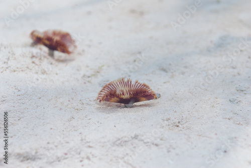 A Magnificent Feather Duster sabellastarte magnifica on sea floor photo