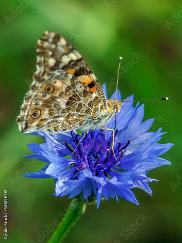 motyl photo