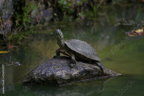 Wasserschildkröte in Singapur