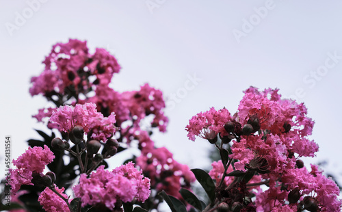 Viva magenta color of 2023 year bush with bright light purple flowers close-up against a clear sky. Pink flowers grow on a tree branch and smell fragrant.