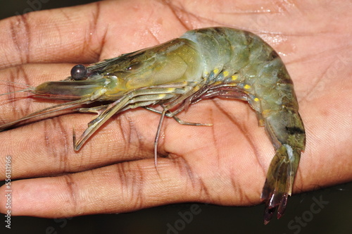 Diseased shrimp