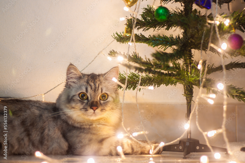 Cute persian cat celebrating the holidays on Christmas day.