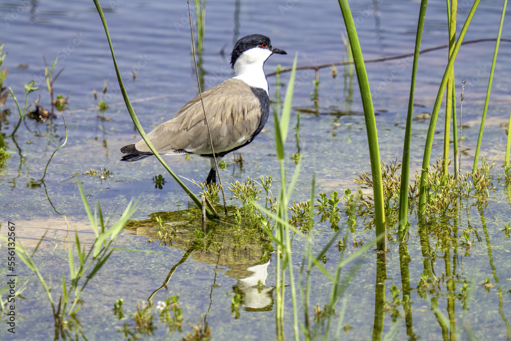 Spur-winged lapwing Spur-winged lapwing