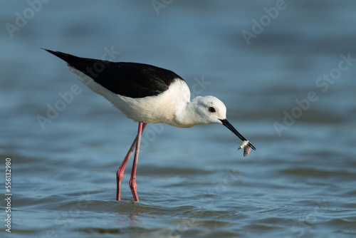 Stelzenläufer, Black-winged stilt, Himantopus himantopus