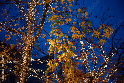 trees and christmas lights