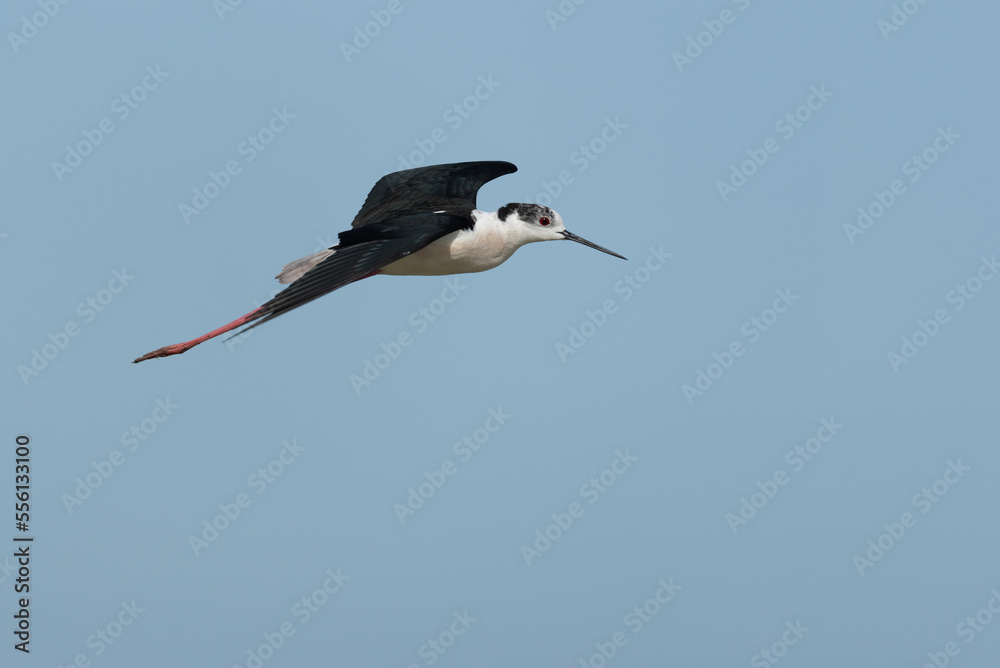 Obraz premium Stelzenläufer, Black-winged stilt, Himantopus himantopus