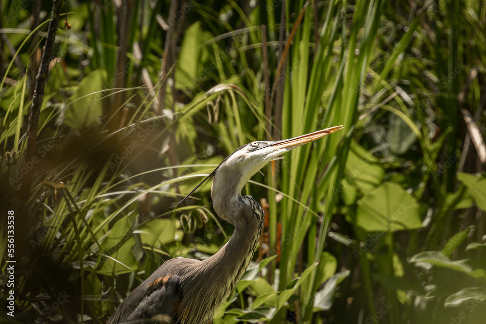 Great Blue Heron Watches Dragonflies Great Blue Heron Watches Dragonflies