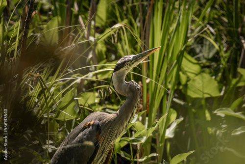 Great Blue Heron Watches Dragonflies