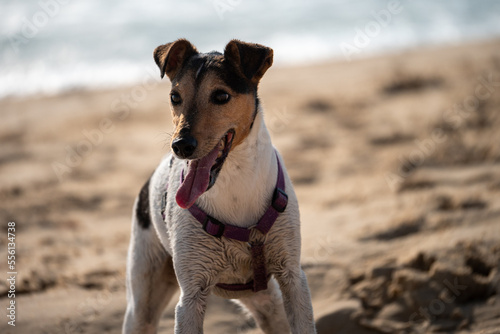 chien Jack russel à la plage © Vertige Vidéo