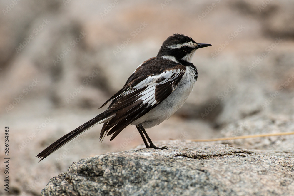Obraz premium Bergeronnette pie,.Motacilla aguimp, African Pied Wagtail
