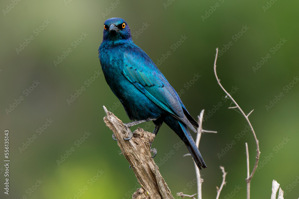 Choucador à épaulettes, rouges,.Lamprotornis nitens; Cape Starling Choucador à épaulettes, rouges,.Lamprotornis nitens; Cape Starling