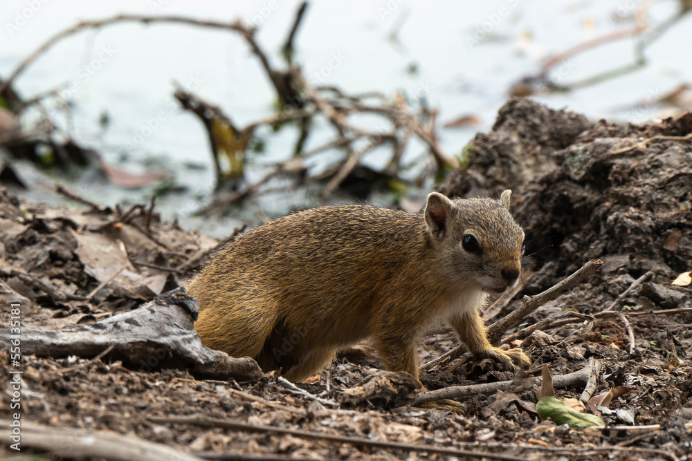 Ecureuil de Smith, Paraxerus cepapi, Afrique du Sud Ecureuil de Smith, Paraxerus cepapi, Afrique du Sud