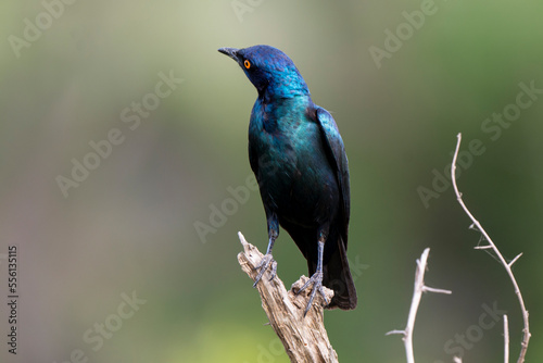 Choucador à épaulettes, rouges,.Lamprotornis nitens; Cape Starling