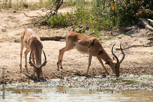 Impala  male  Aepyceros melampus