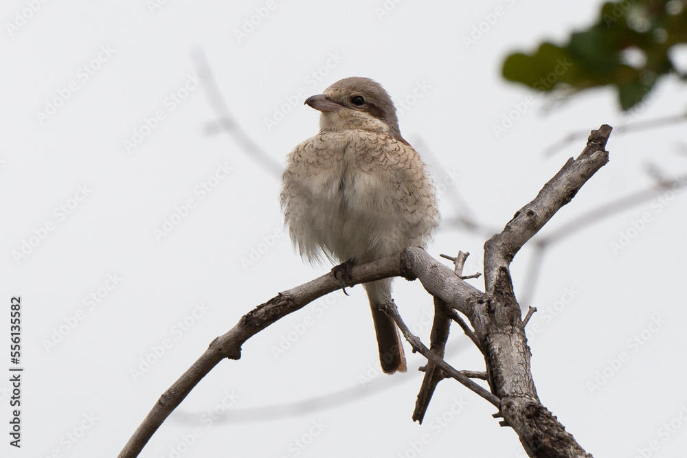 Obraz premium Pie grièche écorcheur,. immature, Lanius collurio, Red backed Shrike