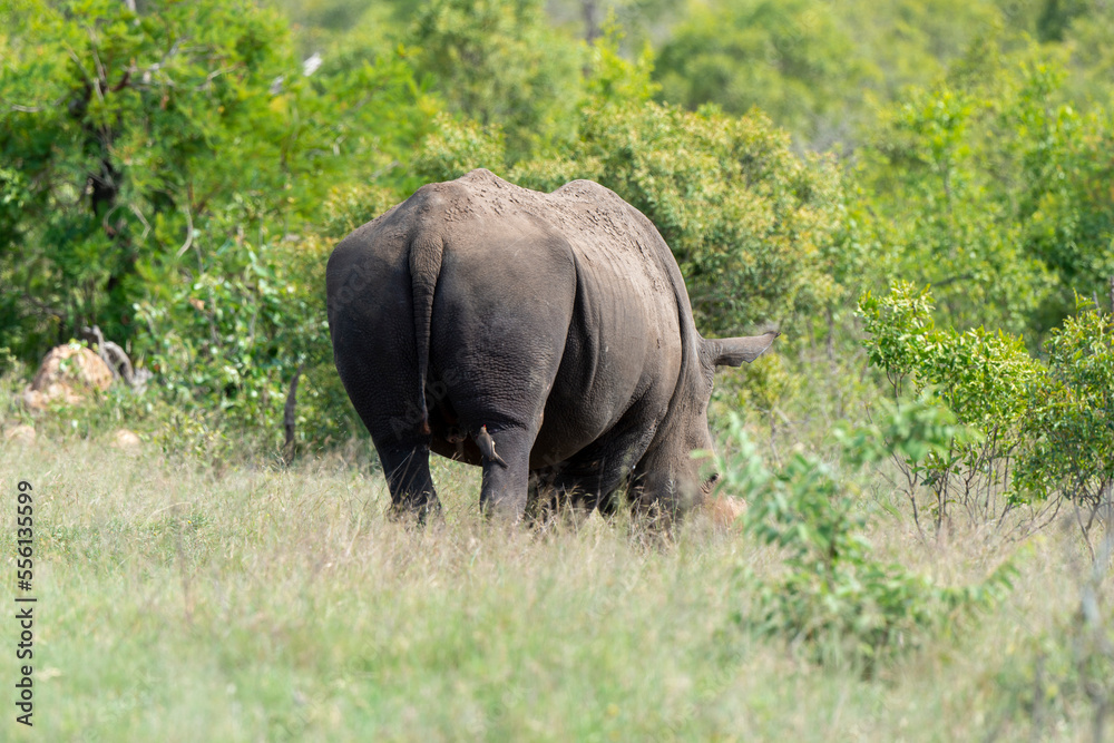 Fototapeta premium Rhinocéros blanc, corne coupée, white rhino, Ceratotherium simum, Parc national Kruger, Afrique du Sud