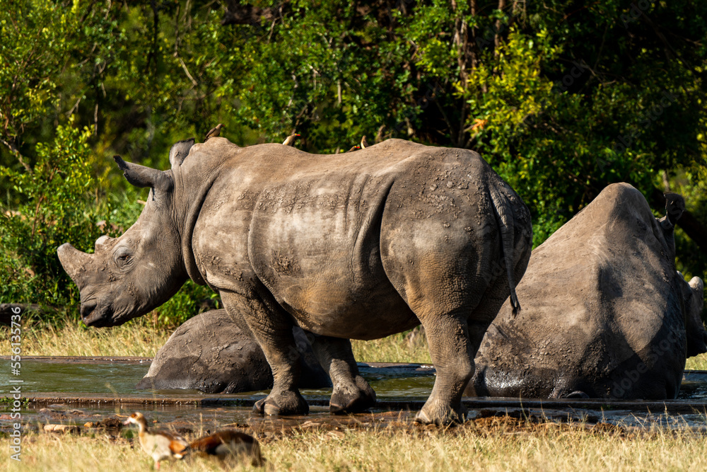 Fototapeta premium Rhinocéros blanc, corne coupée, white rhino, Ceratotherium simum, Parc national Kruger, Afrique du Sud