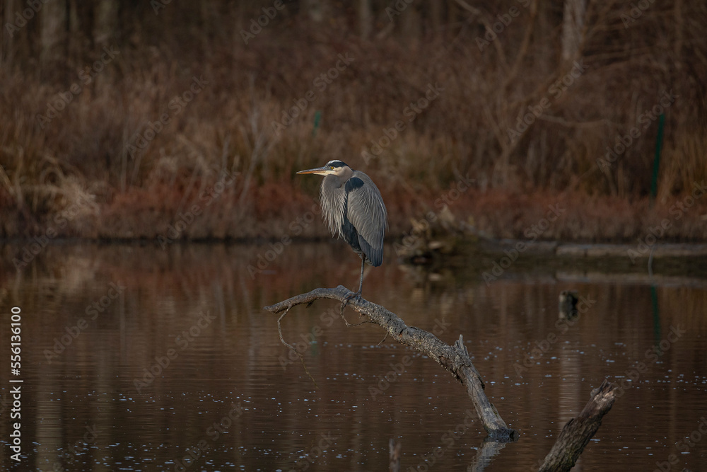 Great Blue Heron huddles in the cold on a branch in the marsh Great Blue Heron huddles in the cold on a branch in the marsh