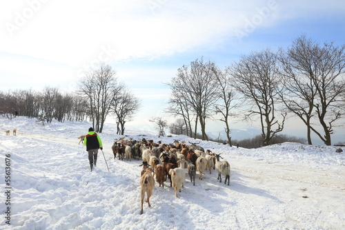 goats chasing food in harsh winter conditions © Caner