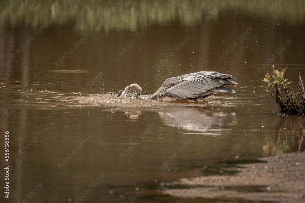 Great Blue Heron fishes in the marsh Great Blue Heron fishes in the marsh