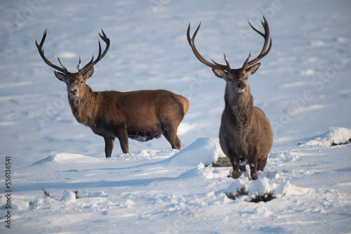 Schilderij op canvas Red Deer in the snow, Glen Muick, Scotland