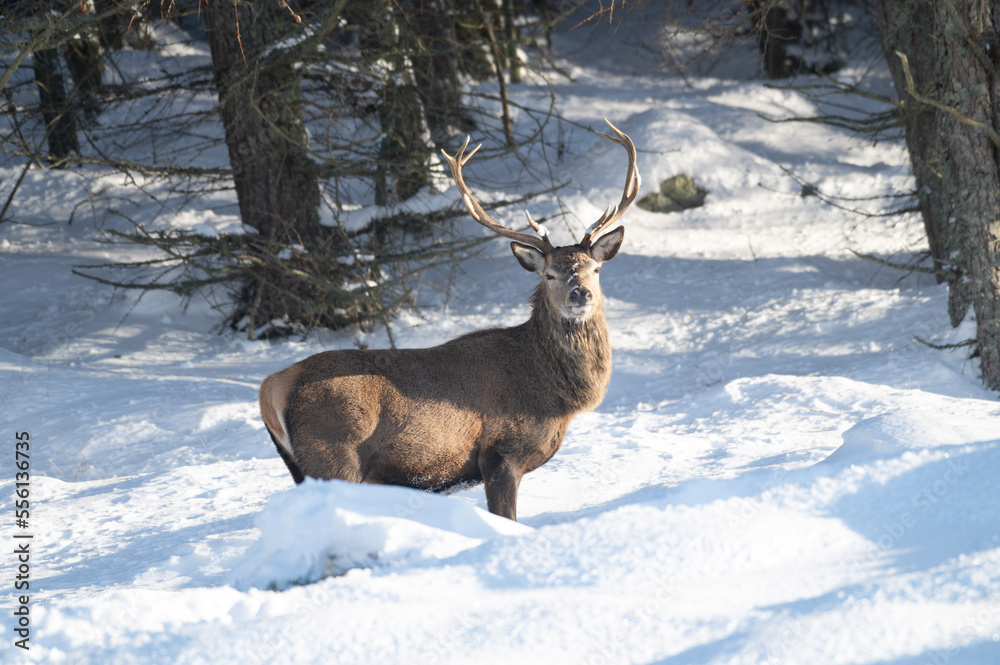 Red Deer in the snow, Glen Muick, Scotland Red Deer in the snow, Glen Muick, Scotland