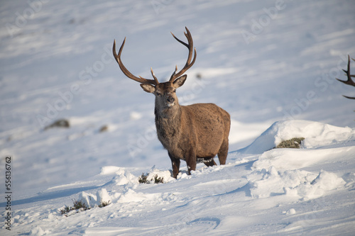 Fototapet Red Deer in the snow, Glen Muick, Scotland