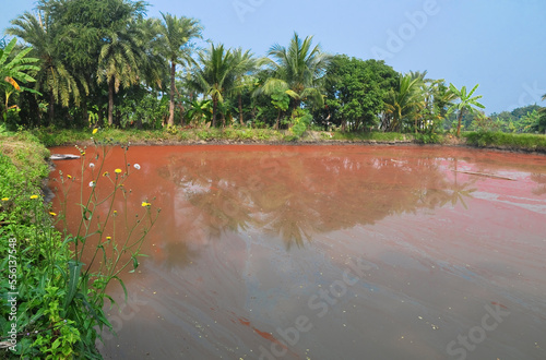 Algae bloom in the pond