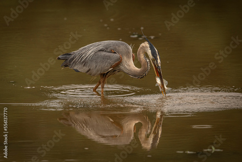 Great Blue Heron catches a fish in the marsh