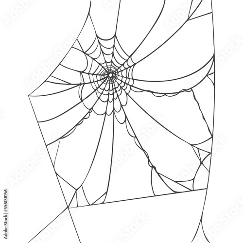 Spider web isolated on white background. Realistic hand drawn line sketch. Halloween spooky cobwebs. Outline black vector illustration.