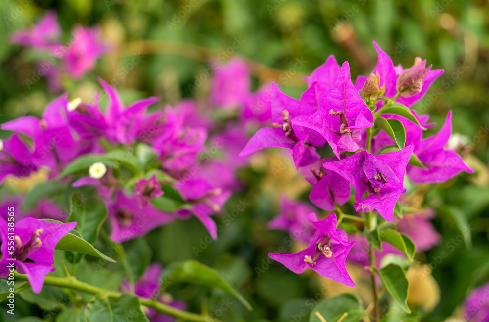 Bougainvillea flower Bougainvillea flower