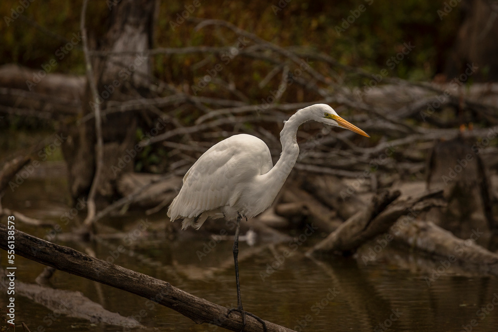 Great Egret fishes in the marsh Great Egret fishes in the marsh