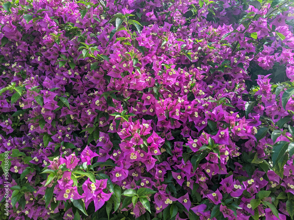 Pink, violet, white and yellow colors Bougainvillea blossoming flower heads with green leaves wall flat view