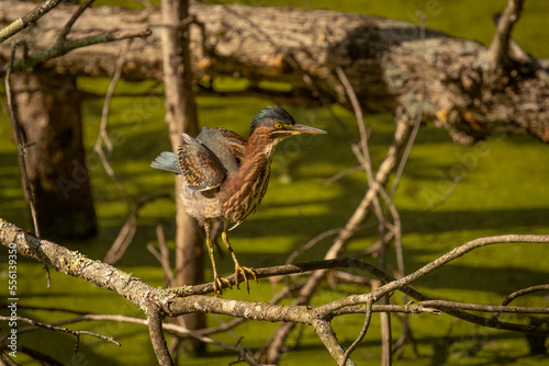 Green Heron stretches while standing on a tree branch © Judy