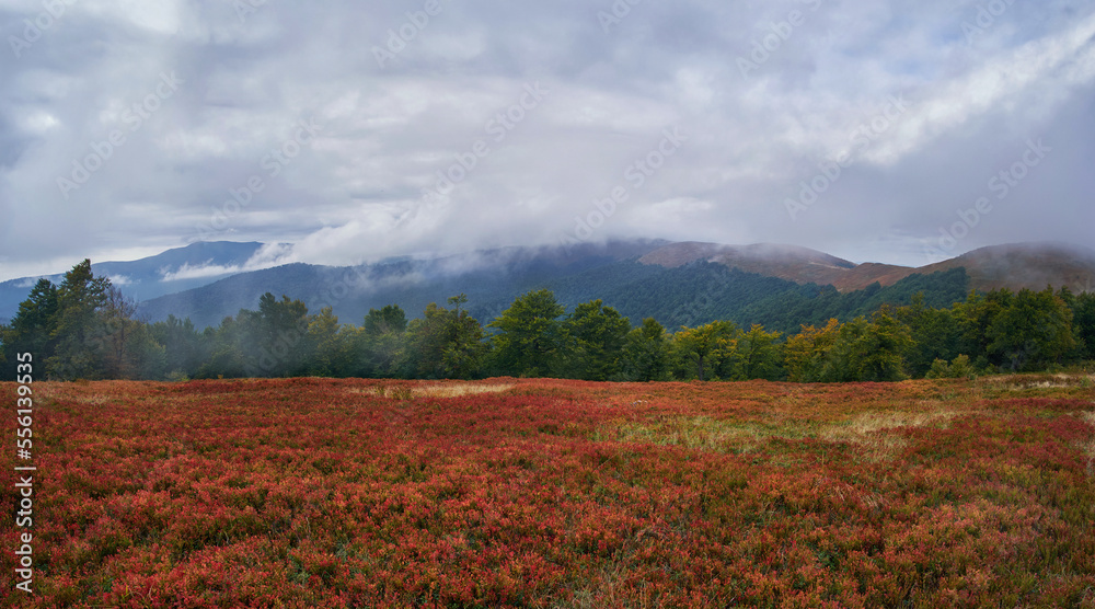 Late autumn on a meadow in the Carpathian mountains. Red blueberry leaves under a gloomy cloudy sky